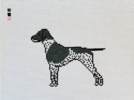 Black German Shorthaired Pointer GSP