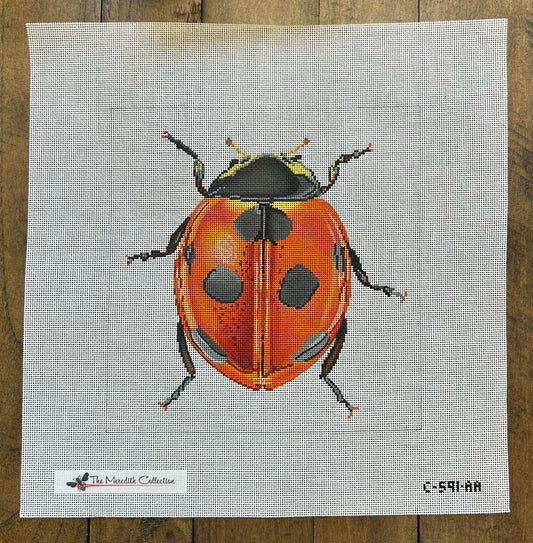 Little Bugs - Lady Bug