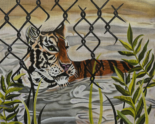 Captive Tiger (TS)